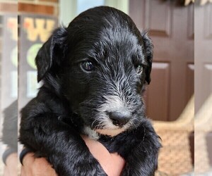 Aussiedoodle Puppy for sale in COLUMBIA, TN, USA