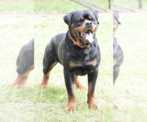 Father of the Rottweiler puppies born on 05/06/2022