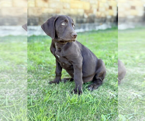 Medium Photo #3 Labradoodle Puppy For Sale in PIPE CREEK, TX, USA