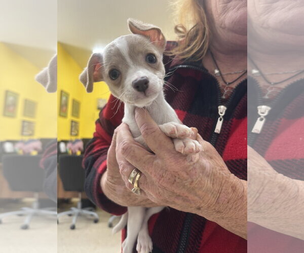 Medium Photo #1 Jack Chi Puppy For Sale in York, SC, USA