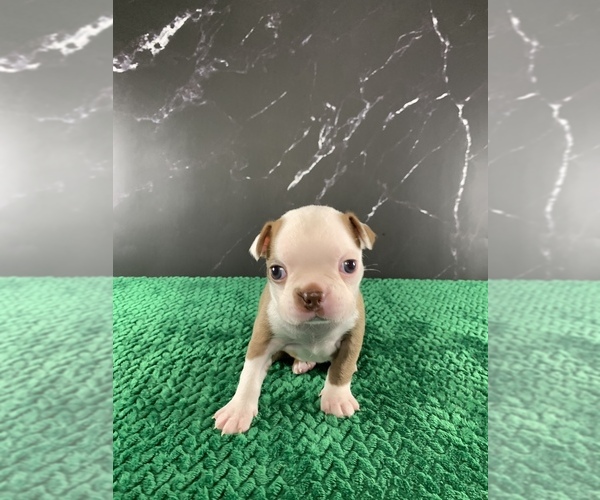 Medium Photo #26 Boston Terrier Puppy For Sale in TULARE, CA, USA