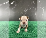 Small #25 Boston Terrier