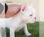 Small #2 French Bulldog