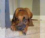 Small #5 Redbone Coonhound Mix