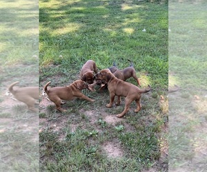 Redbone Coonhound-Rhodesian Ridgeback Mix Dogs for adoption in CAMPOBELLO, SC, USA
