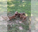 Small Redbone Coonhound-Rhodesian Ridgeback Mix