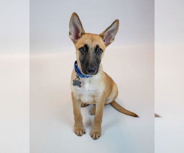 Medium Photo #6 Mutt Puppy For Sale in Kennesaw, GA, USA