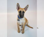Small #5 Mutt