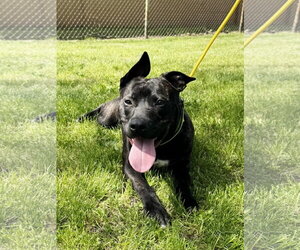 Tango - Male American Staffordshire Terrier-Unknown Mix Dog for Adoption - Photo #6