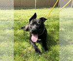 Small #5 American Staffordshire Terrier Mix