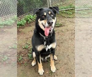 German Shepherd Dog-Unknown Mix Dogs for adoption in Sacramento, CA, USA