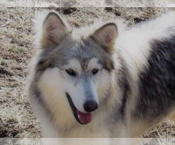 Medium Photo #1 Wolf Hybrid Puppy For Sale in BYBEE, TN, USA