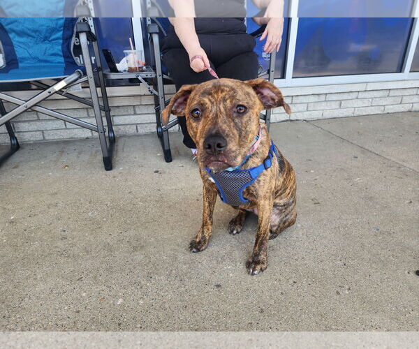 Medium Photo #3 American Staffordshire Terrier-Unknown Mix Puppy For Sale in Marine City, MI, USA