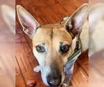 Small #1 Rat Terrier