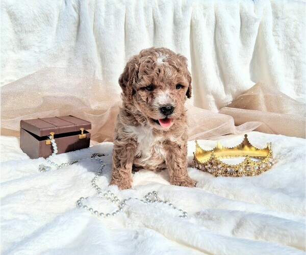 Medium Photo #9 Goldendoodle (Miniature) Puppy For Sale in GASTONIA, NC, USA