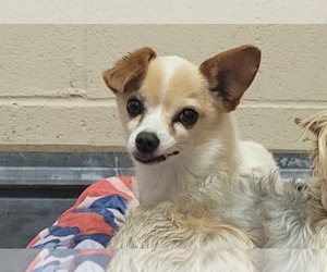 Chihuahua-Unknown Mix Dogs for adoption in Martinez, CA, USA