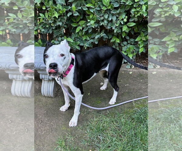 Medium Photo #8 American Pit Bull Terrier-Unknown Mix Puppy For Sale in Redlands, CA, USA