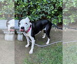 Small #7 American Pit Bull Terrier Mix