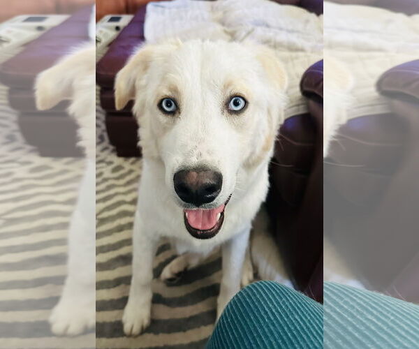 Medium Photo #2 - Mix Puppy For Sale in Bountiful, UT, USA