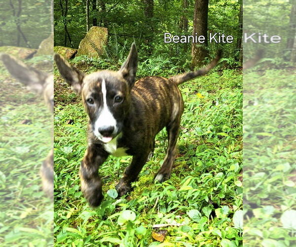 Medium Photo #9 Mutt Puppy For Sale in Ellijay, GA, USA