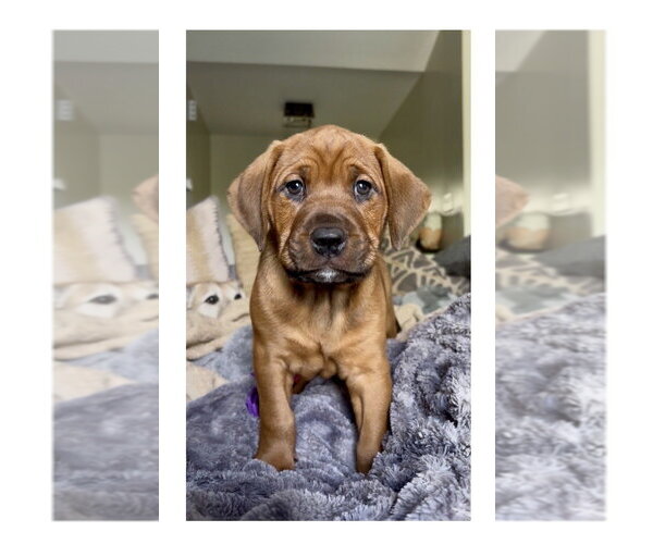 Medium Photo #12 Mutt Puppy For Sale in Mooresville, NC, USA