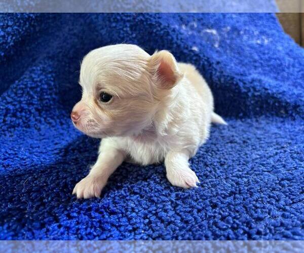 Medium Photo #12 Chihuahua Puppy For Sale in ABILENE, KS, USA