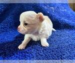 Small #11 Chihuahua
