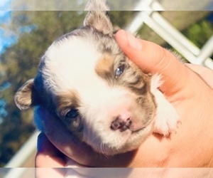 Miniature Australian Shepherd Puppy for sale in ARCADIA, FL, USA