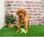 Small #4 Labrador Retriever