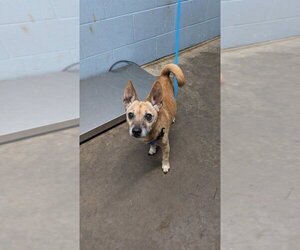 Chihuahua Dogs for adoption in Evansville, IN, USA