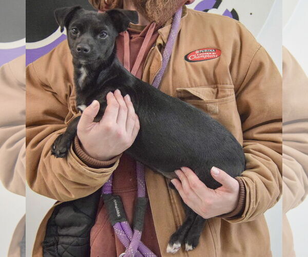 Medium Photo #2 Chiweenie Puppy For Sale in Huntley, IL, USA