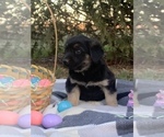 Small Photo #4 Shepradors Puppy For Sale in KOKOMO, IN, USA