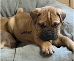 Puppy Puppy 3 green Bullmastiff