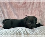Puppy 1 