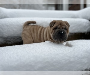 Chinese Shar-Pei Puppy for sale in S ABINGTON TWP, PA, USA