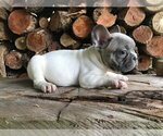 Small French Bulldog