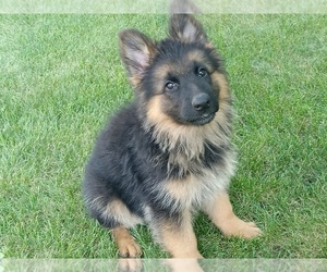 German Shepherd Dog Puppy for Sale in MILFORD, Indiana USA