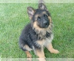 Image preview for Ad Listing. Nickname: Litter of 2