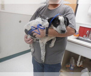 Mutt Dogs for adoption in Oroville, CA, USA