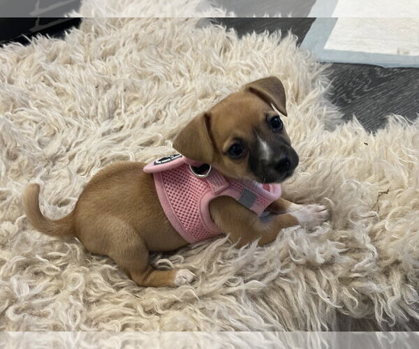 Medium Photo #2 Chihuahua-Unknown Mix Puppy For Sale in Plainfield, IL, USA