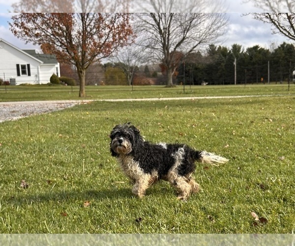 Medium Photo #1 Cockapoo (Toy) Puppy For Sale in MIDDLEBURY, IN, USA