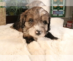 Small Photo #14 Aussiedoodle Miniature  Puppy For Sale in STAFFORD, VA, USA