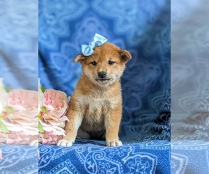 Shiba Inu Puppy for sale in OXFORD, PA, USA