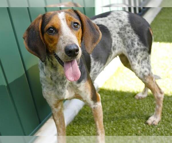 Medium Photo #1 Bluetick Coonhound-Unknown Mix Puppy For Sale in Tallahassee, FL, USA
