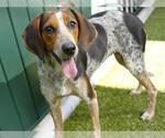 Small Bluetick Coonhound Mix