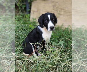 Border-Aussie Dogs for adoption in Aurora, IN, USA