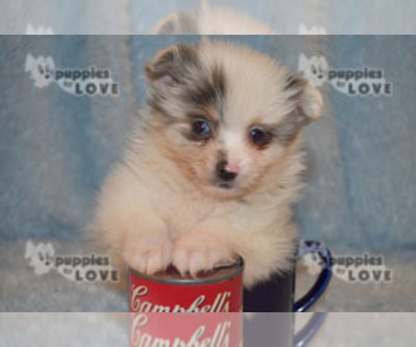 Medium Photo #20 Pomeranian Puppy For Sale in SANGER, TX, USA
