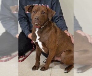 Chocolate Labrador retriever-Labrador Retriever Mix Dogs for adoption in Germanton, TN, USA