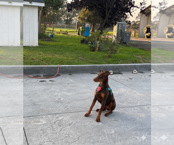 Medium Photo #1 Doberman Pinscher Puppy For Sale in SEBASTOPOL, CA, USA