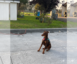 Doberman Pinscher Puppy for sale in SEBASTOPOL, CA, USA
